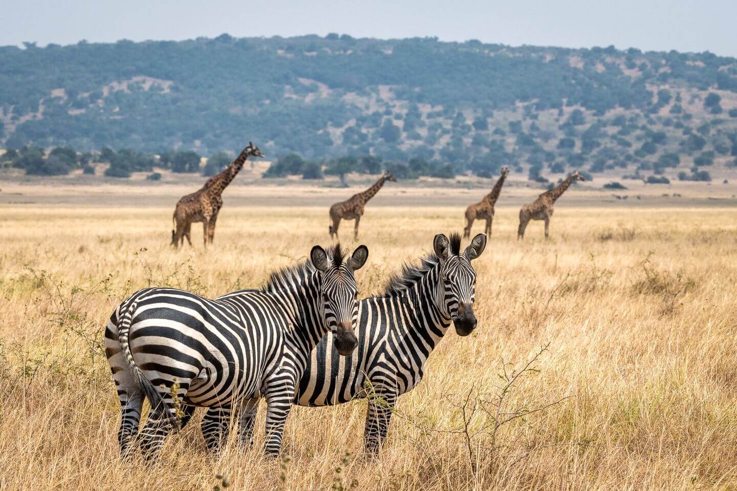 Akagera National Park – Rwanda