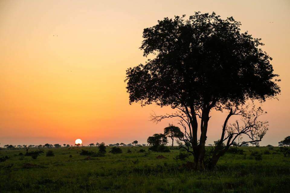 Kenya Experience & Safari