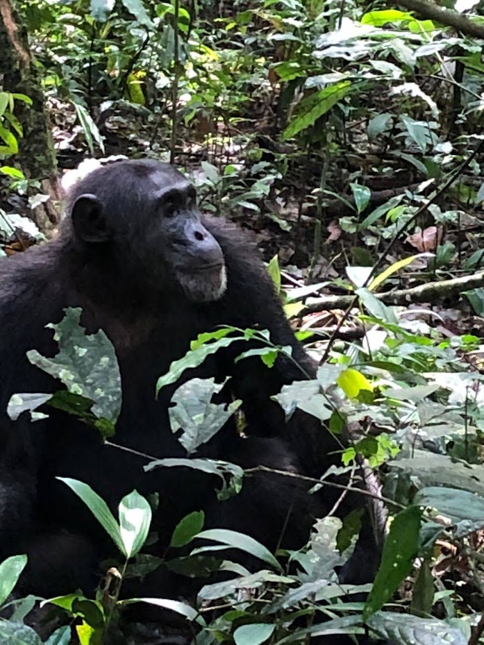 Apes, Primates & Safari Combo
