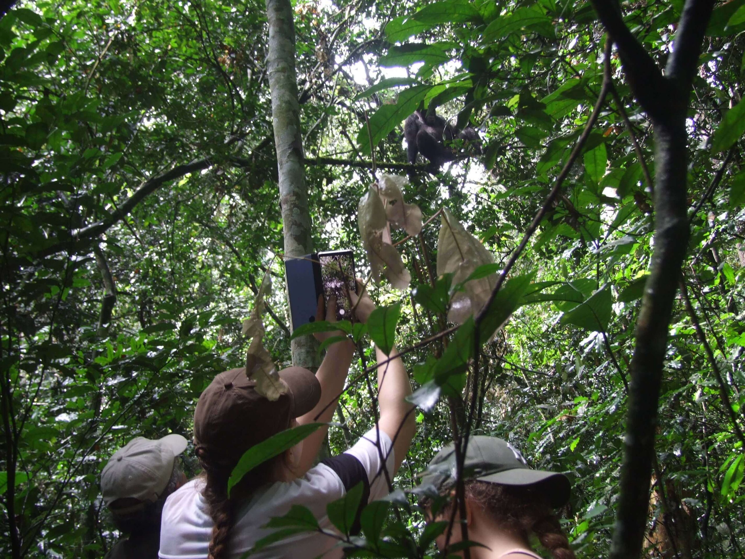 Apes, Primates & Safari Combo – Family