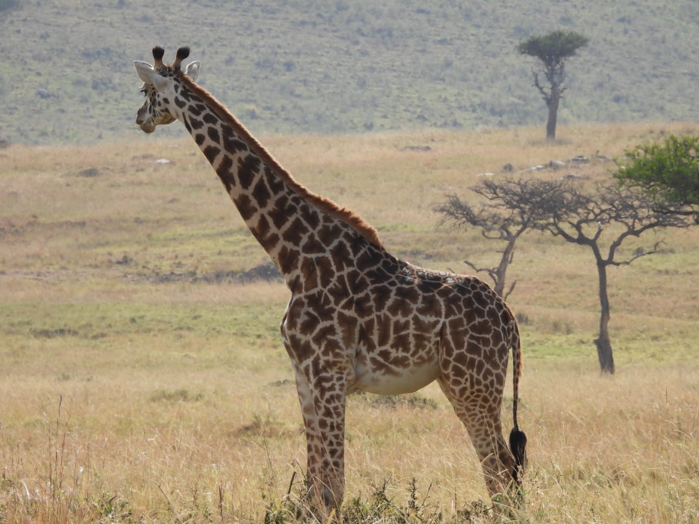 Nairobi Day Tour – Sheldrick & Giraffe Centre