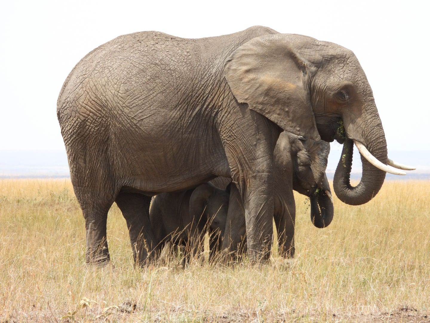Jambo Kenya – Ol-Pejeta / Nakuru / Naivasha / Amboseli
