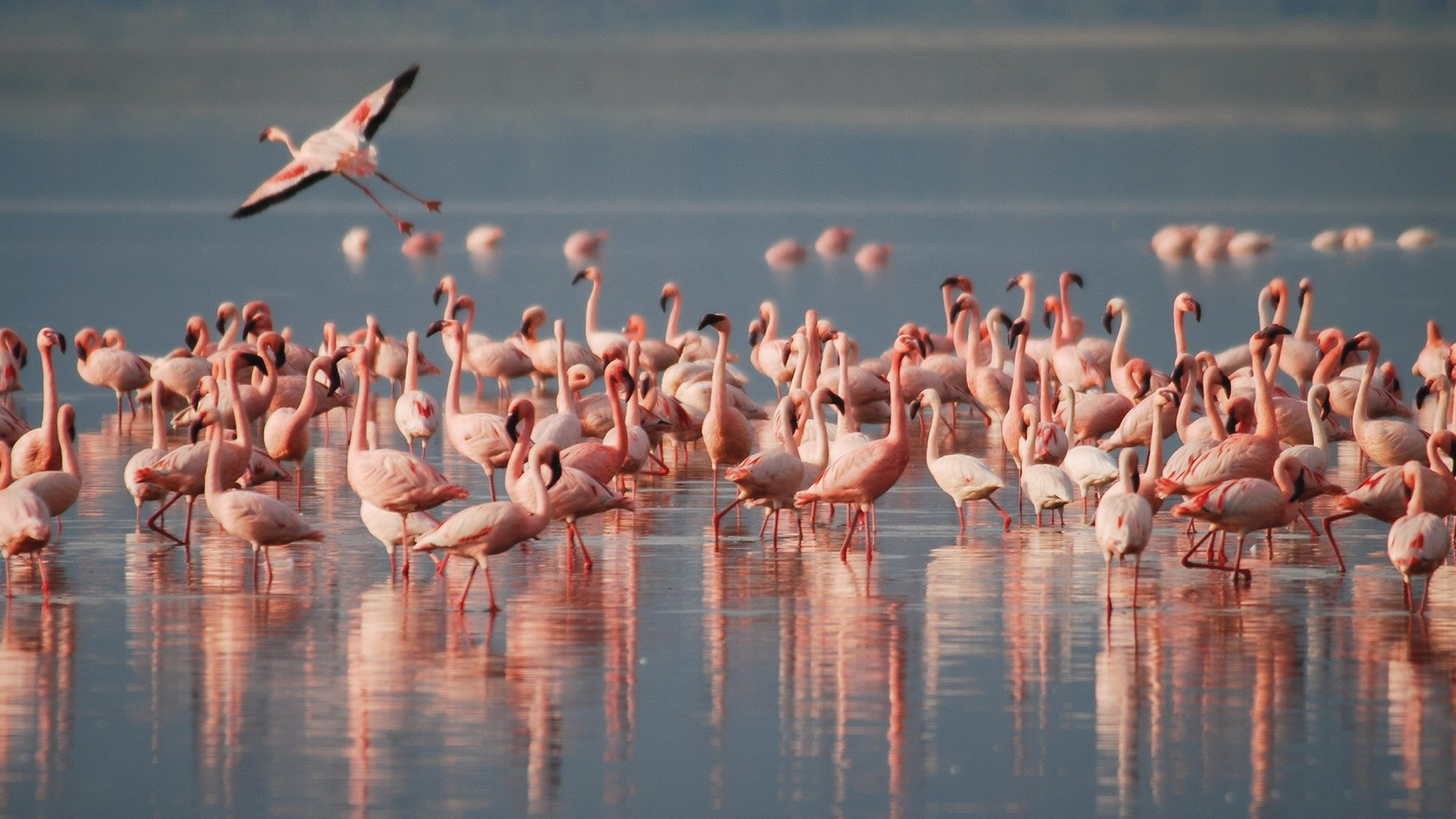 East Africa wildlife image 8