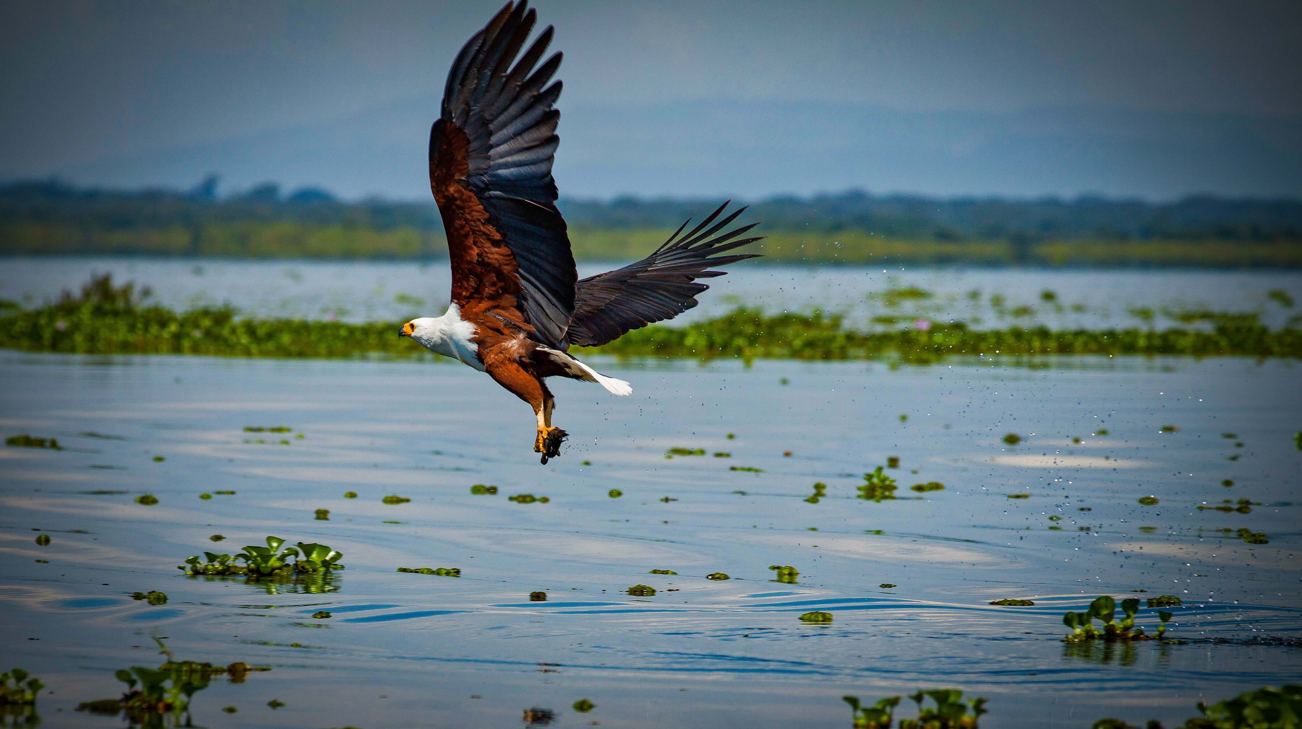 Lake Victoria Cruise
