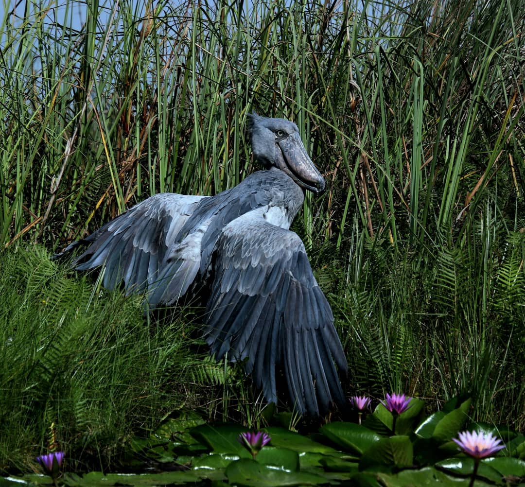 Shoebill Encounter
