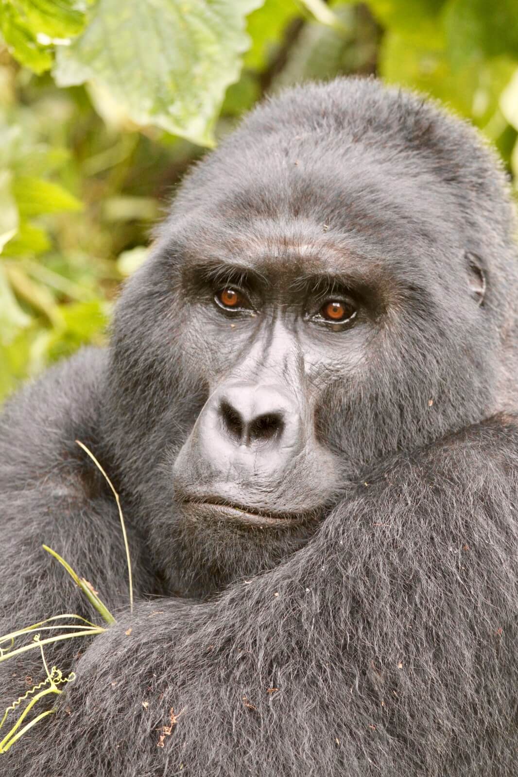 Gorilla Experience by Road