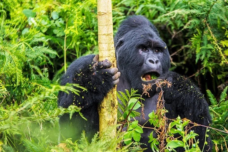 Silverbacks in the Sky