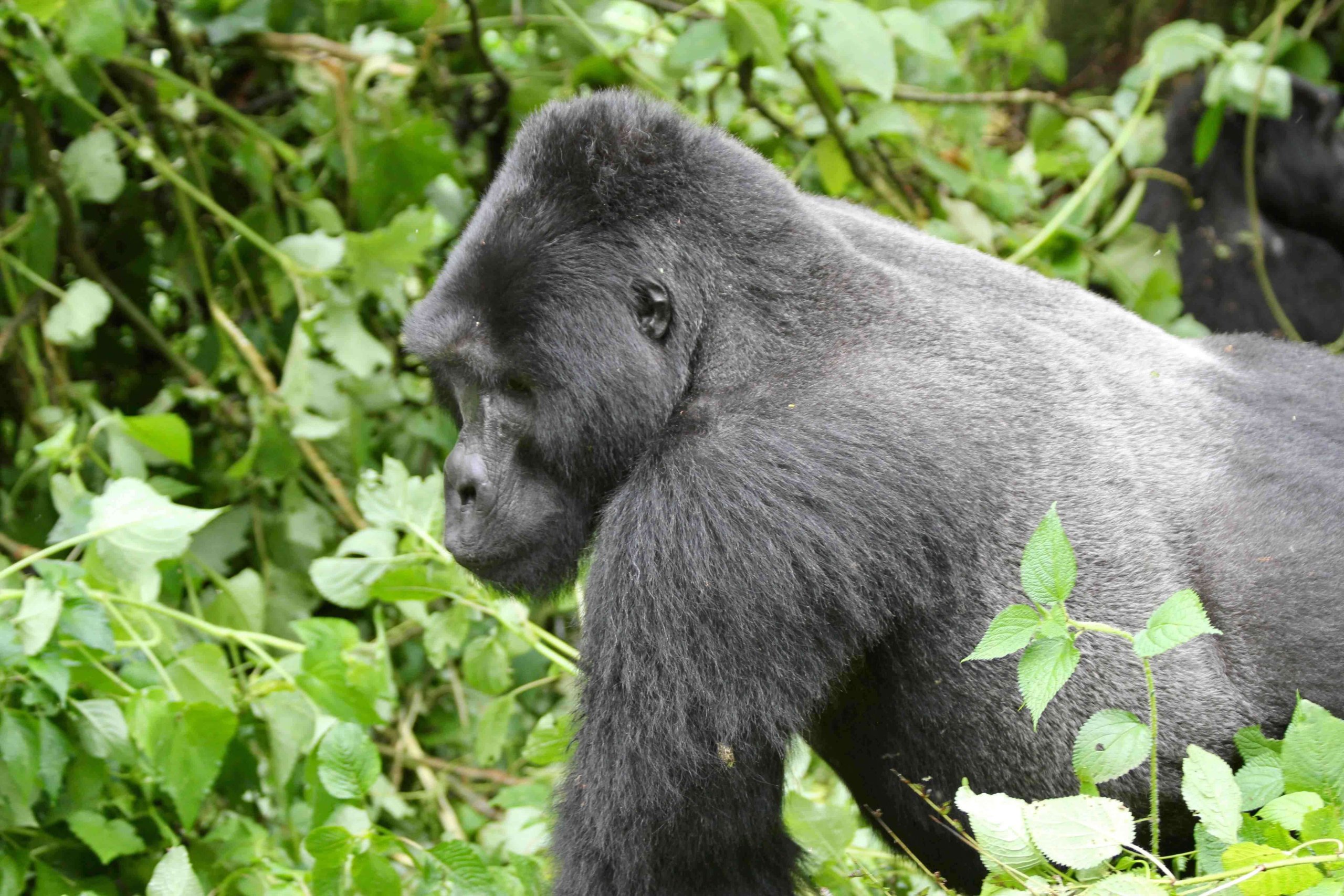 Bwindi forest silverback, Uganda